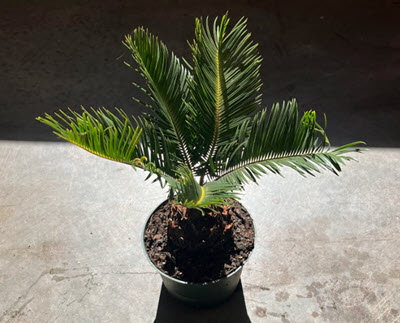 Sago Palm (Queen)